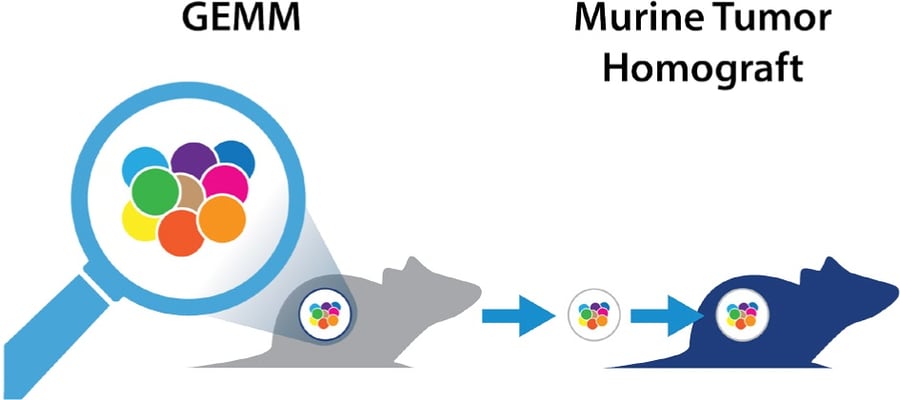 custom murine tumor homografts for efficacy