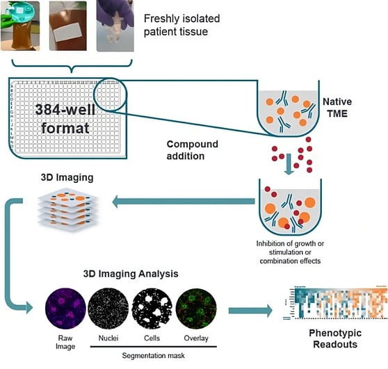 3d-ex-vivo-patient-tissue-platform-transformed (2)