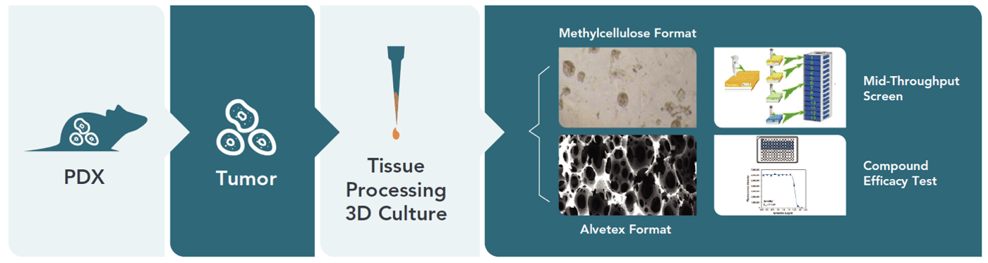 Developing Effective Dosing Strategies by Leveraging 3D In Vitro Models