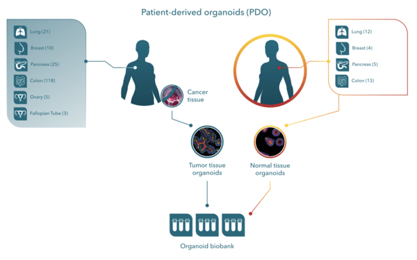 Patient Derived Organoids