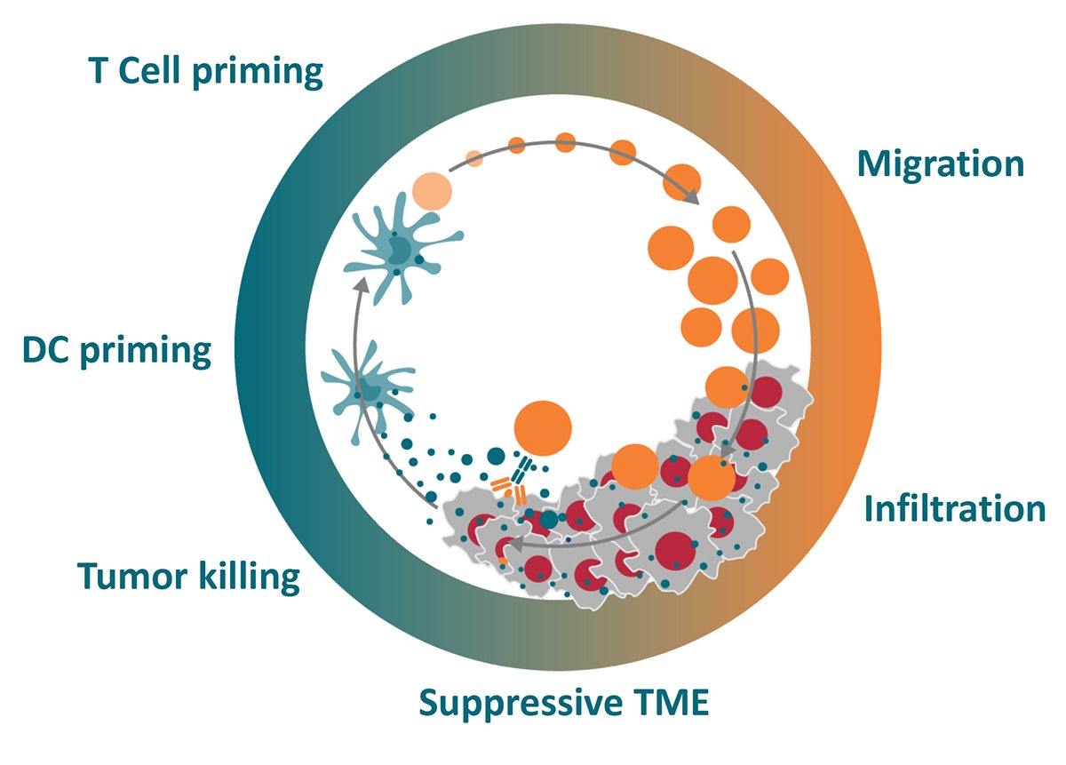 Understanding The Cancer-Immunity Cycle To Improve Cancer Immunotherapy ...