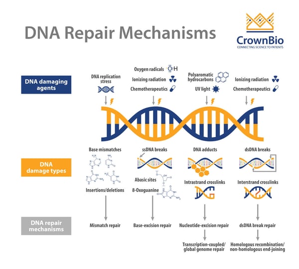 dna-damage-response-ddr-1