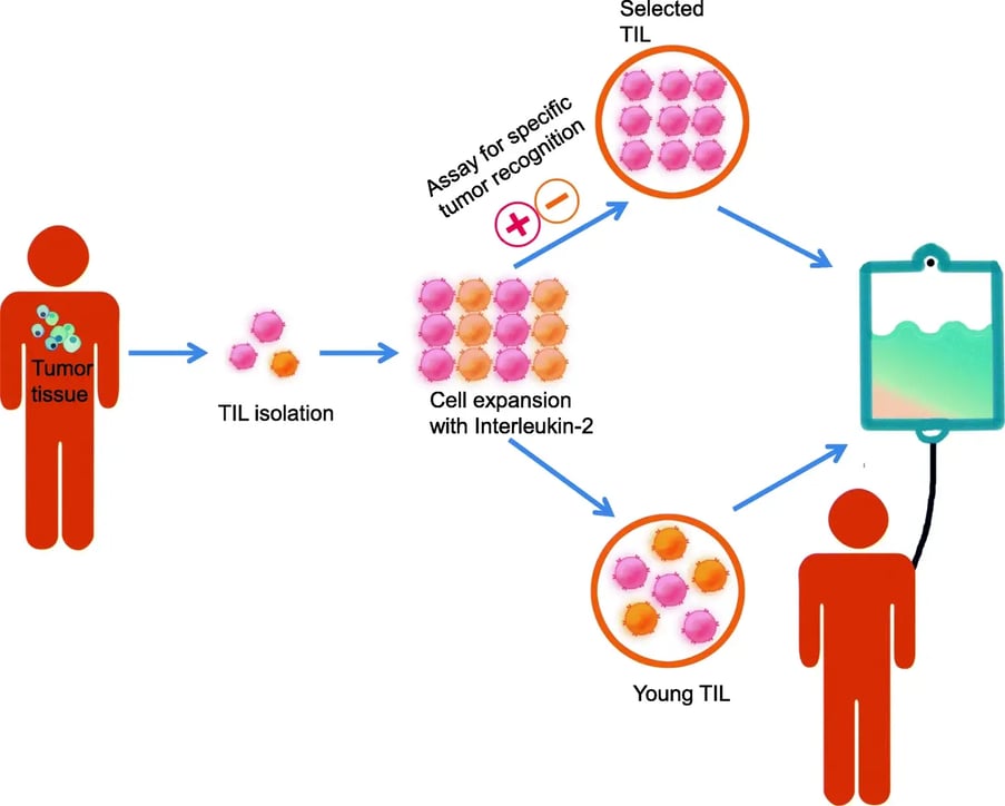 Schematic representation of the production process for TIL therapy-Crown Bioscience