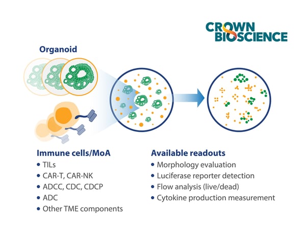 CrownBio tumor organoid and autologous immune cell co culture