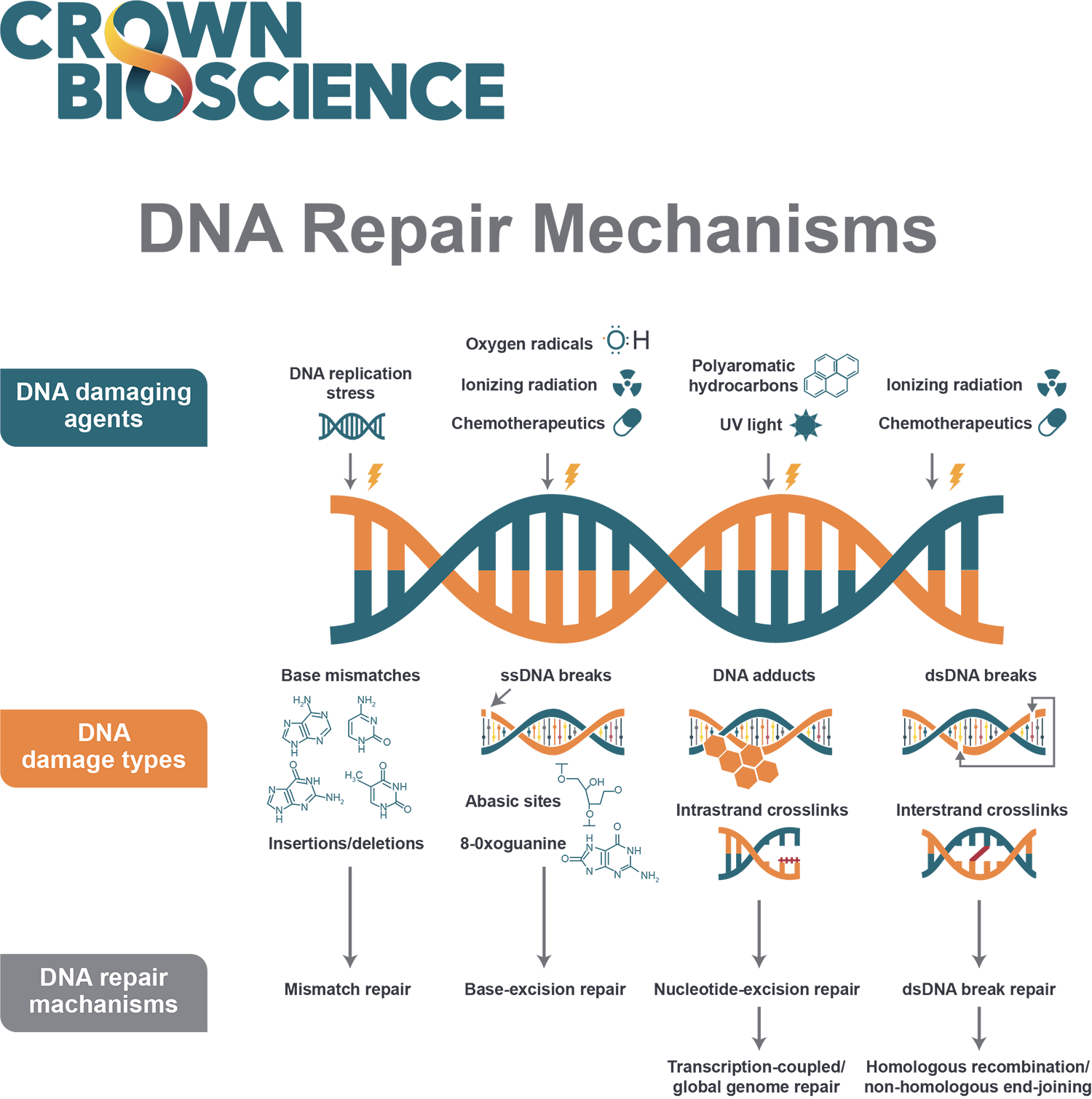 DNA Damage Response and DNA Repair in Cancer
