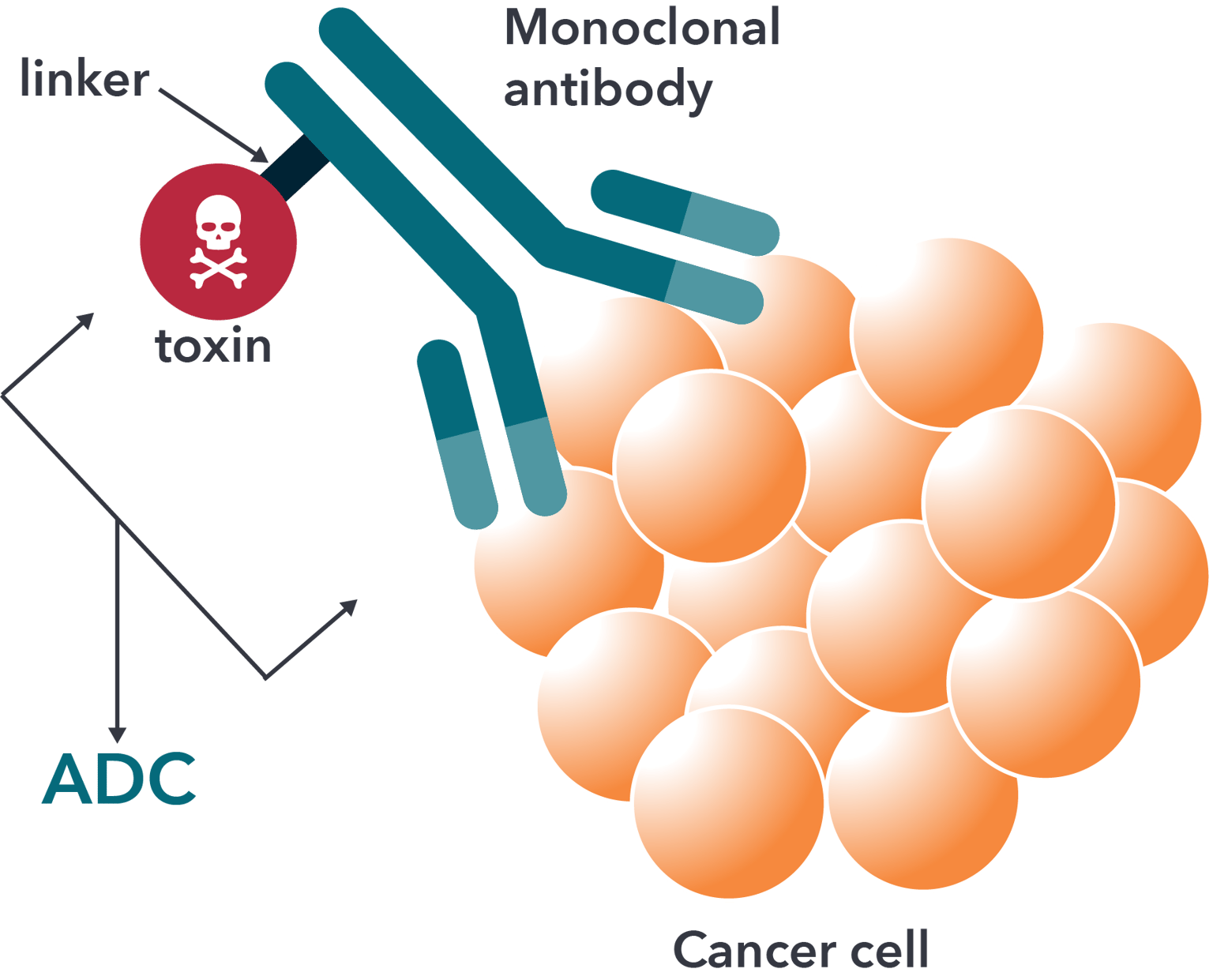 Antibody-Drug Conjugates (ADCs): Concepts and Challenges
