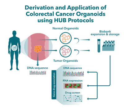 derivation and application of colorectal tumor organoids using the hans clevers method