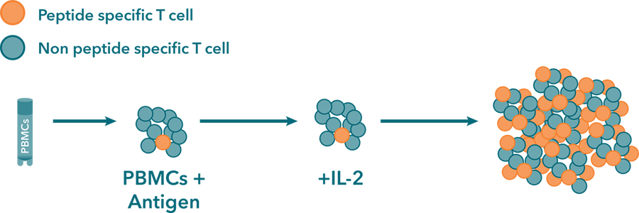 How to Evaluate the Success of Anti-PD-1 Drugs In Vitro?