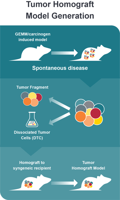 Generating tumor homograft models via tumor fragments and dissociated tumor cells