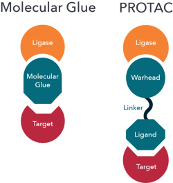 Molecular Glue vs Protac