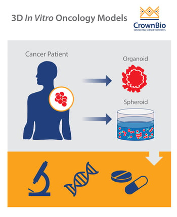 derivation of 3d spheroid and organoid in vitro models from human patient tumors 