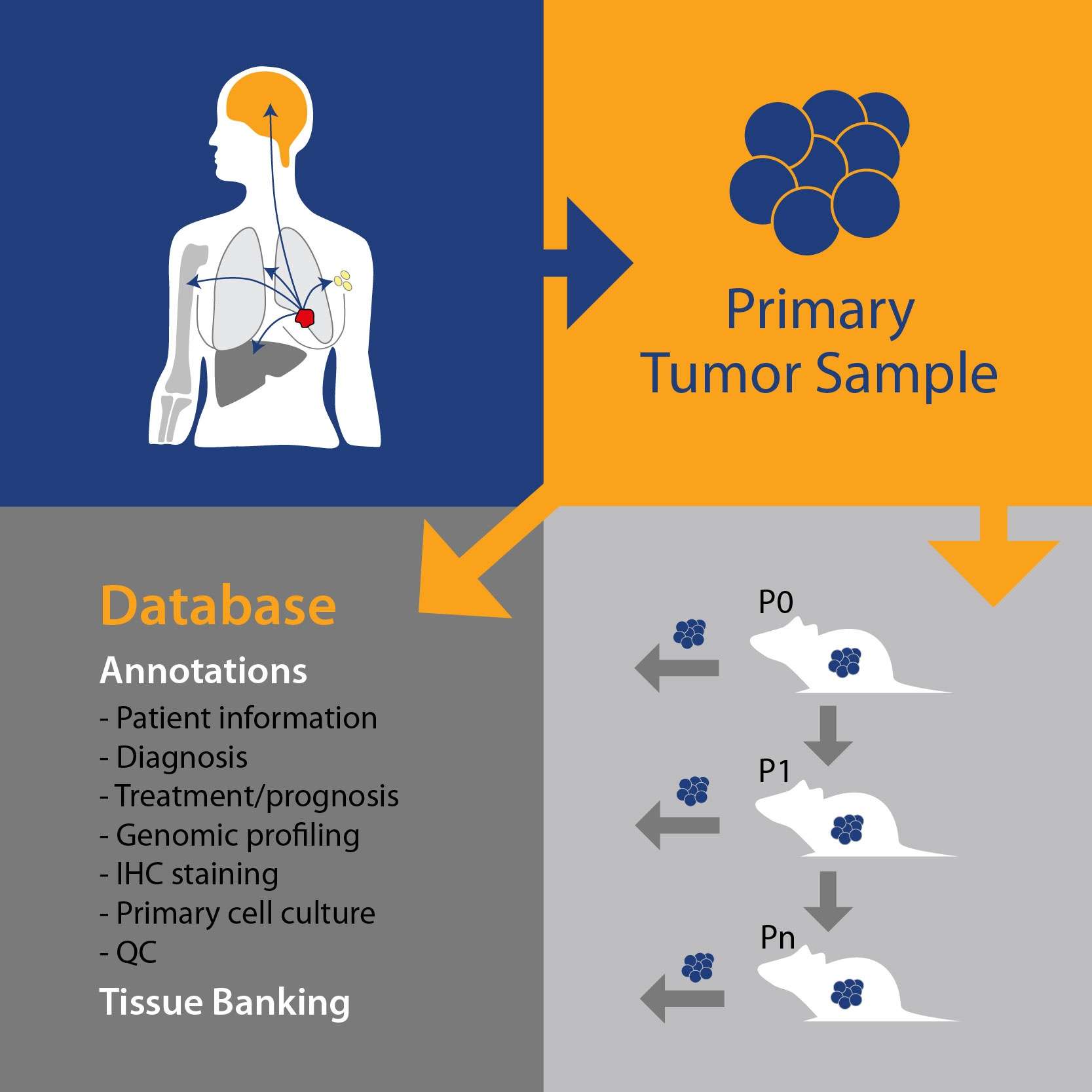 The Beginners Guide To Patient-Derived Xenograft (PDX) Models