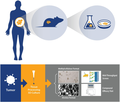 PDX Models in Drug Discovery Assays