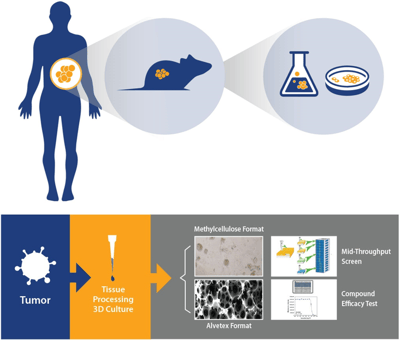 patient-derived xenograft drug discovery, in vitro ex vivo faq, pdx drug development