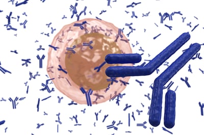 plasma cell B lymphocyte producing antibodies