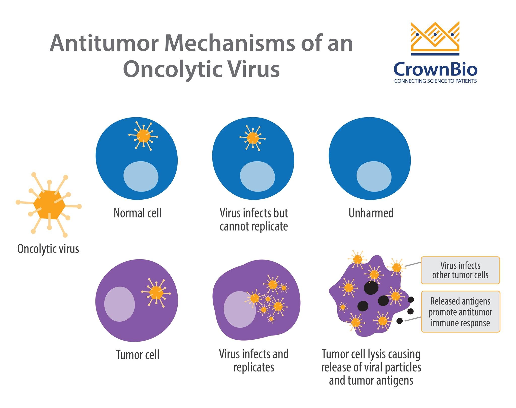 Oncolytic Viruses In Cancer Therapy