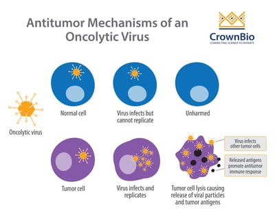 Illustration of anti-tumor function of oncolytic viruses compared to behavior in non-cancerous cells