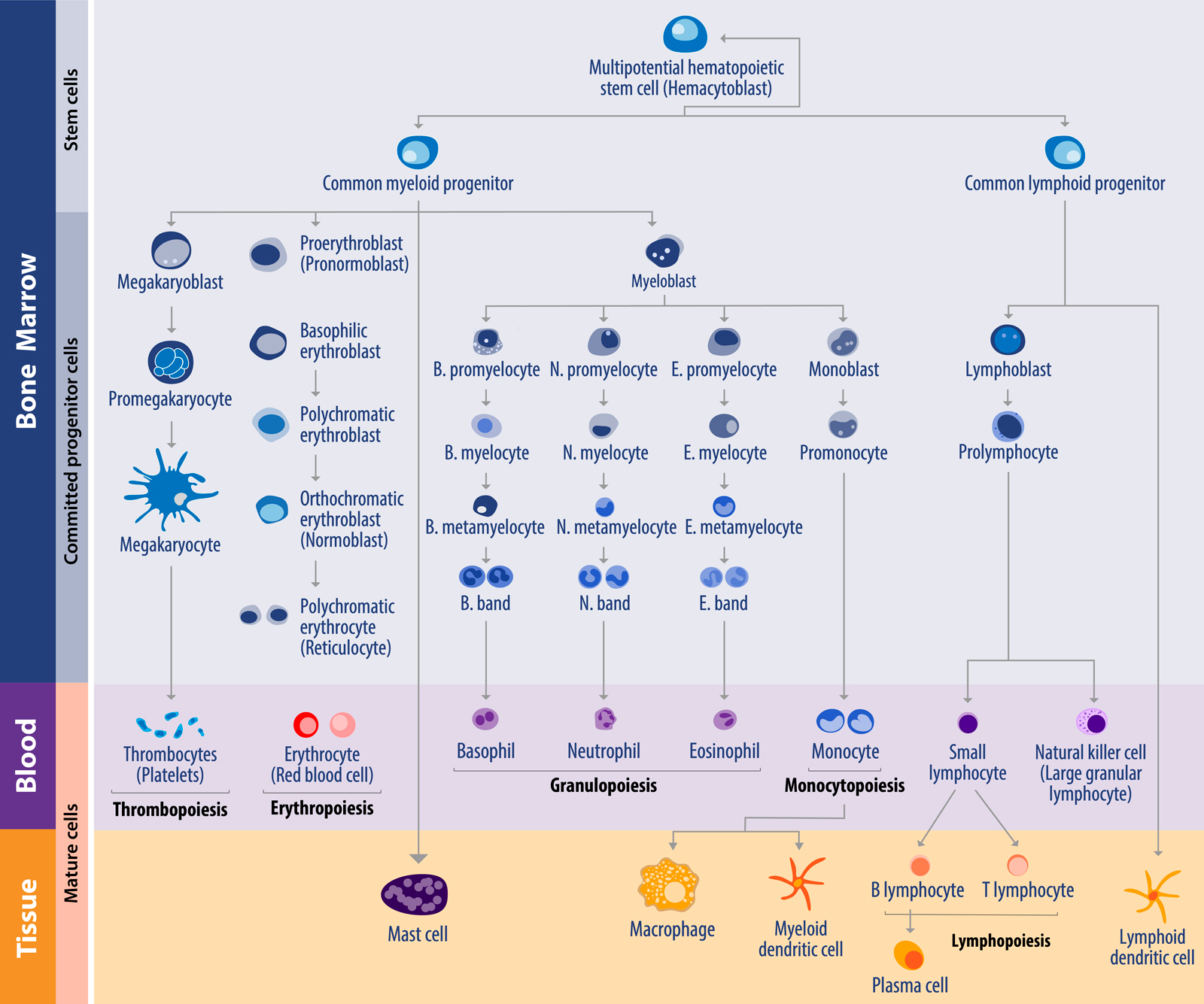 Genetic Abnormality Spectrum In Hematologic Cancers