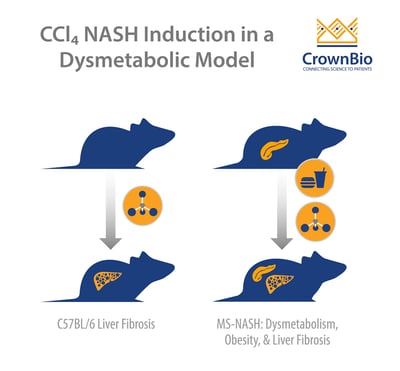 comparing CCl4 NASH induction in conventional and MS-NASH dysmetabolic models