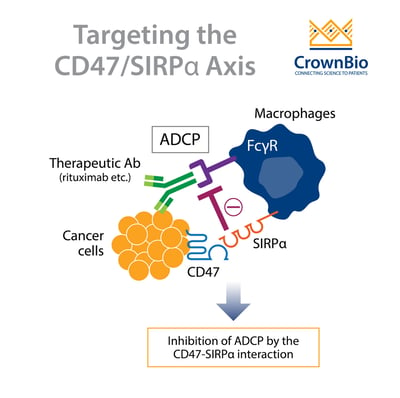 therapeutic antibody blocking the CD47-SIRPα interaction to inhibit ADCP