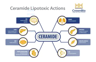 mechanisms of ceramide action across different organs including inhibition of insulin signaling and induction of steatosis