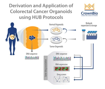 derivation and application of colorectal tumor organoids using the hans clevers method