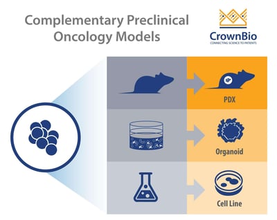 Tumor-derived cell lines, organoids, PDX - complementary preclinical models for drug screeningand oncology research