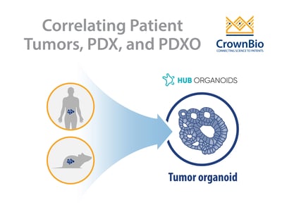 q&a on how to successfully develop PDX-derived organoids pdxo