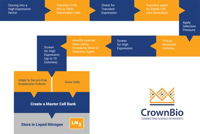 flow diagram showing the steps in custom oncology cell line production