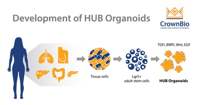 development of HUB organoids and tumor organoids from Lgr5+ adult stem cells