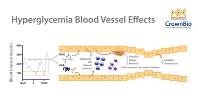 graphic showing the effects of hyperglycemia on blood vessels