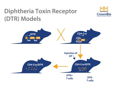 Diphtheria Toxin Receptor (DTR) Models