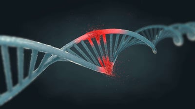 damaged DNA triggering a DNA damage response and DNA repair mechanisms