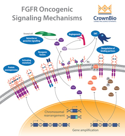 fgf and fgfr oncogenic signaling mechanisms