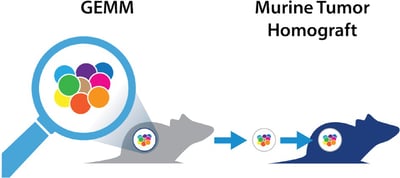 GEMM derived murine tumor homograft models for immunotherapy efficacy assessment, MuPrime immunocompetent mouse models