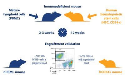 humanized mouse development, stable HSC CD34+ versus transient hPBMC, immuno-oncology, immunotherapy, in vivo evaluation