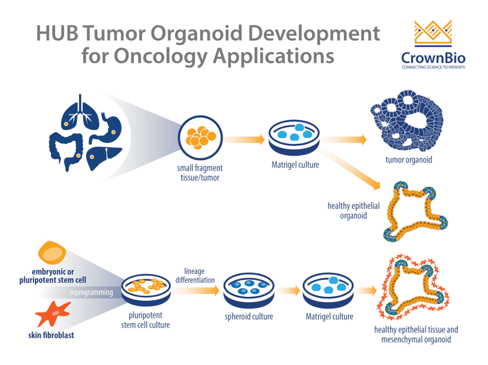 HUB Technology The Only Tumor Organoid Platform Available for Oncology