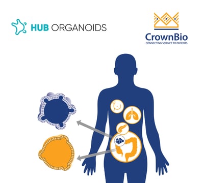 HUB Tumor Organoids with representative colorectal example