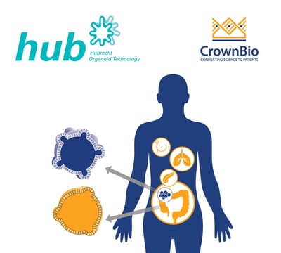 HUB Tumor Organoids with representative colorectal example