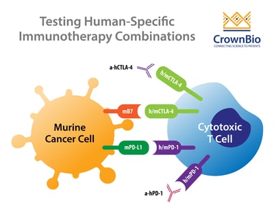 graphic of double knock-in PD-1 and CTLA-4 humanized model, assessing combination agent immunotherapy