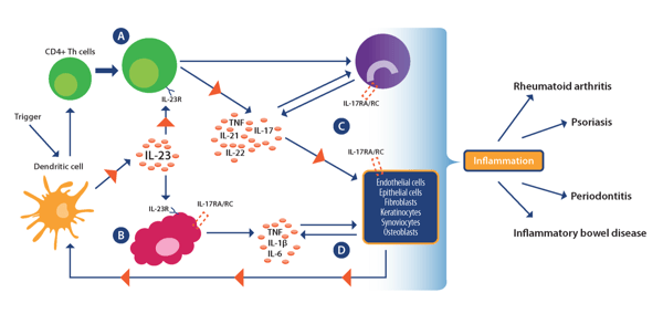 The Connection Between Inflammation and Cancer