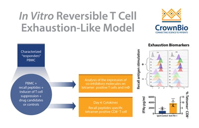 T Cell Dysfunction Assays for In Vitro Screening of Immunomodulatory Drug Candidates