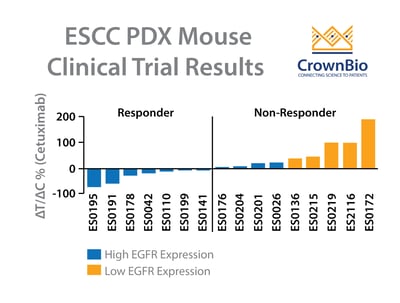 PDX Study Investigates Cetuximab for Esophageal Cancer