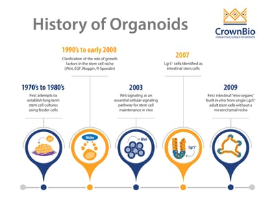 Key discoveries in the development of modern HUB Organoids