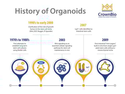 Key discoveries in the development of modern HUB Organoids