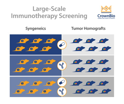 Representative immunotherapy and combination regimen screening using immunocompetent syngeneic or tumor homograft models