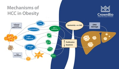 graphic explaining the mechanisms of hepatocellular carcinoma development comorbid with obesity