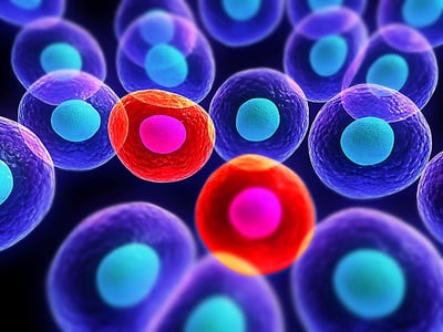 Cell microscopy, how to avoid misidentified cell lines, how to correctly identify cell lines with STR