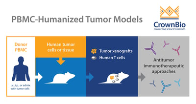 infographic of tumor bearing, PBMC humanized mouse model development