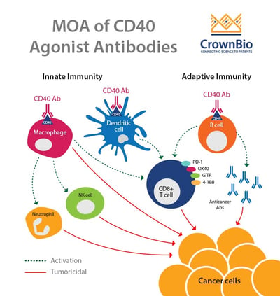 Mechanism of action of CD40 agonist antibodies, and their roles in cancer immunotherapy